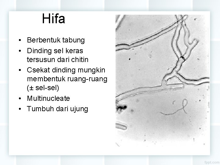 Hifa • Berbentuk tabung • Dinding sel keras tersusun dari chitin • Csekat dinding