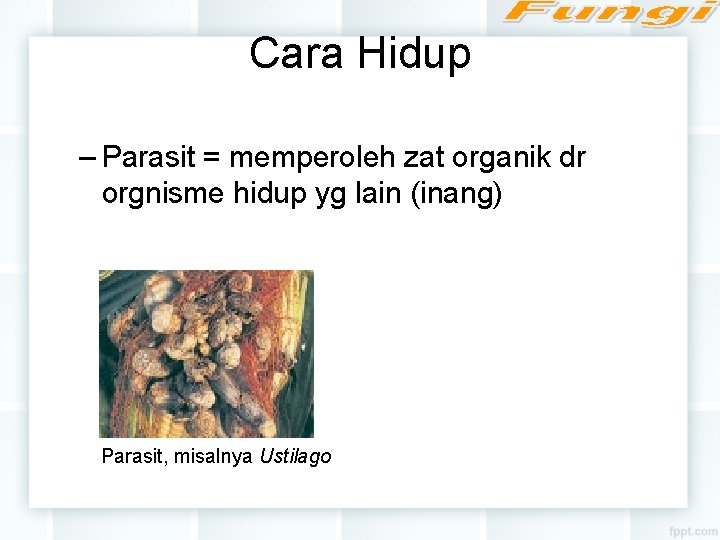 Cara Hidup – Parasit = memperoleh zat organik dr orgnisme hidup yg lain (inang)