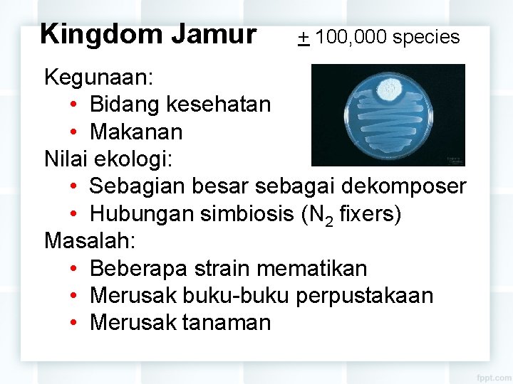 Kingdom Jamur + 100, 000 species Kegunaan: • Bidang kesehatan • Makanan Nilai ekologi: