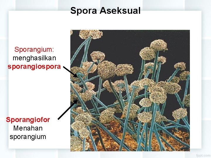 Spora Aseksual Sporangium: menghasilkan sporangiospora Sporangiofor Menahan sporangium 