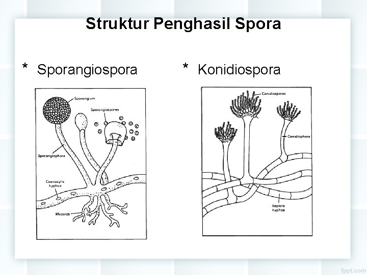 Struktur Penghasil Spora * Sporangiospora * Konidiospora 
