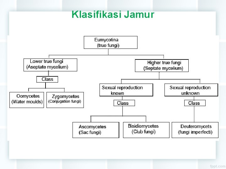 Klasifikasi Jamur 