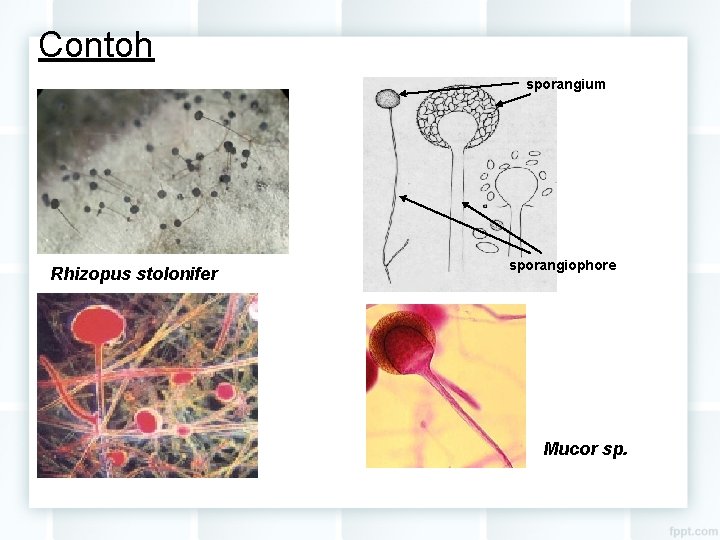 Contoh sporangium Rhizopus stolonifer sporangiophore Mucor sp. 
