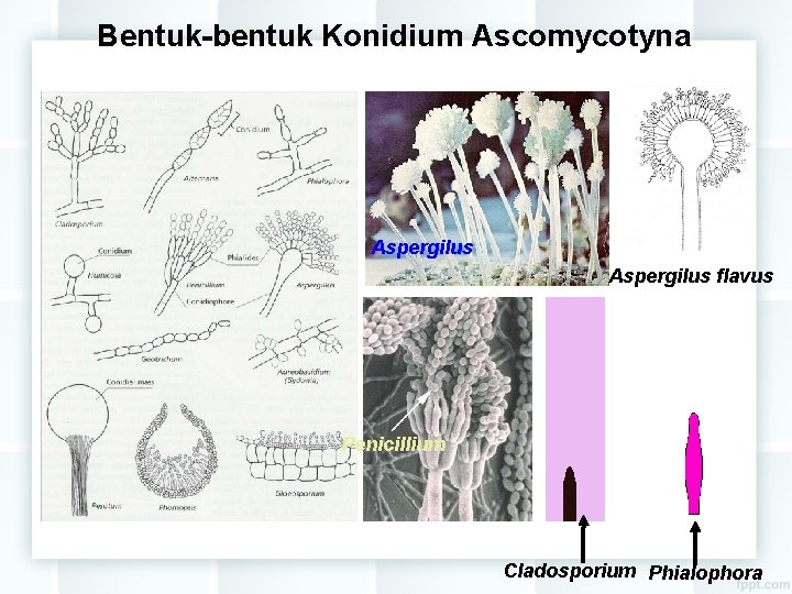 Bentuk-bentuk Konidium Ascomycotyna Aspergilus flavus Penicillium Cladosporium Phialophora 