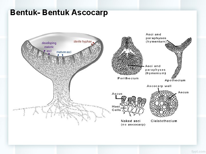 Bentuk- Bentuk Ascocarp 