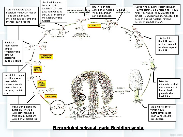 Satu inti haploid pada basidium kemudian masuk ke dalam salah satu sterigma dan berkembang