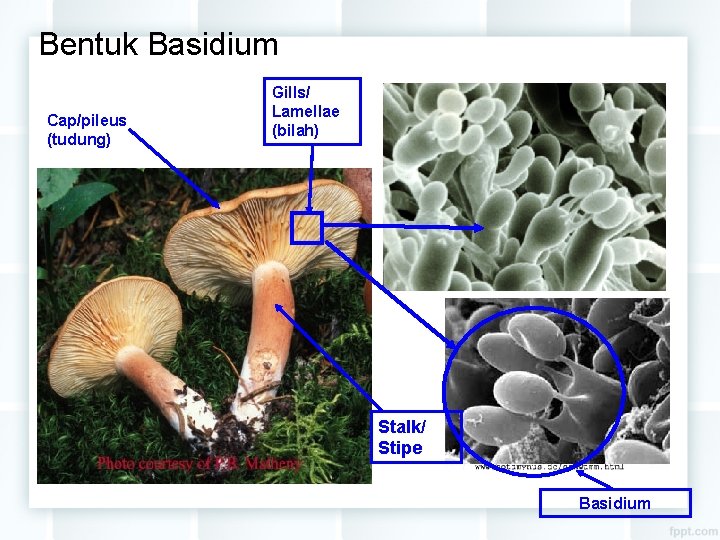 Bentuk Basidium Cap/pileus (tudung) Gills/ Lamellae (bilah) Stalk/ Stipe Basidium 