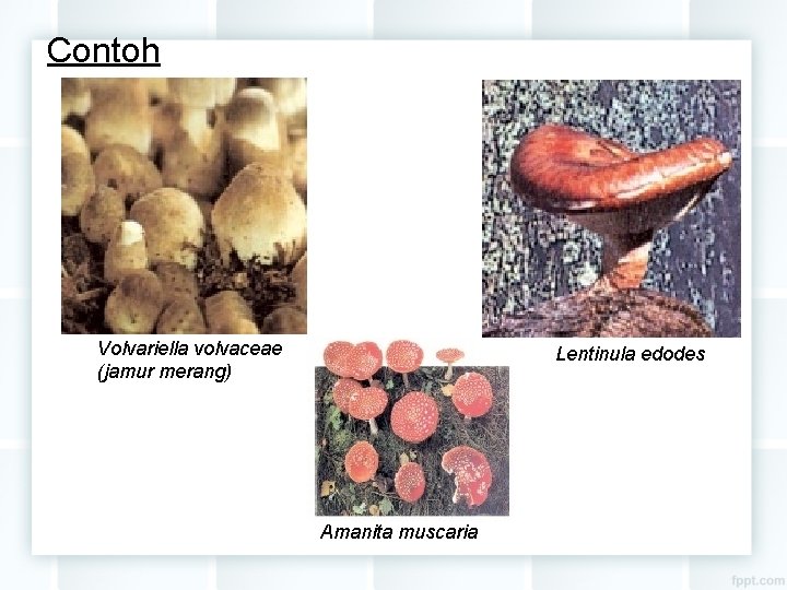 Contoh Volvariella volvaceae (jamur merang) Lentinula edodes Amanita muscaria 