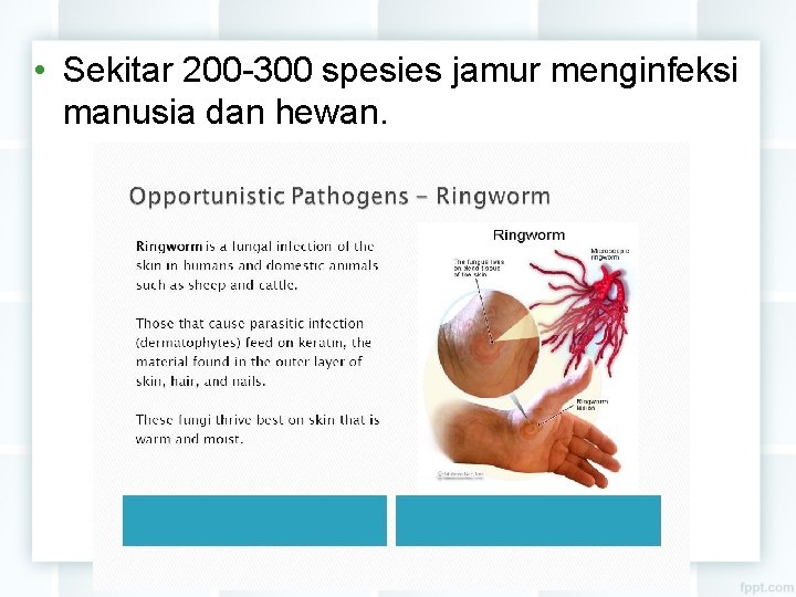  • Sekitar 200 -300 spesies jamur menginfeksi manusia dan hewan. 