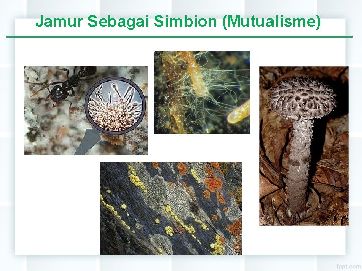 Jamur Sebagai Simbion (Mutualisme) 