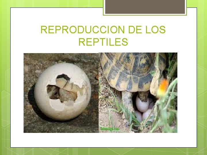 REPRODUCCION DE LOS REPTILES 