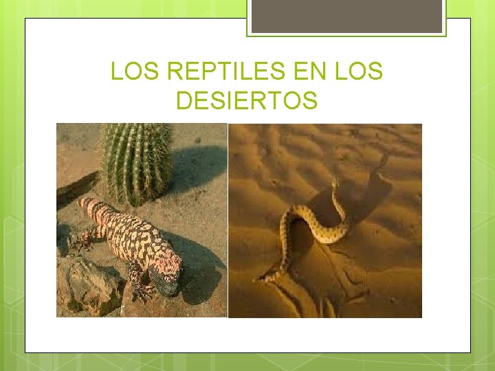 LOS REPTILES EN LOS DESIERTOS 