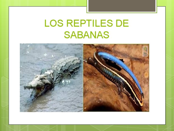 LOS REPTILES DE SABANAS 