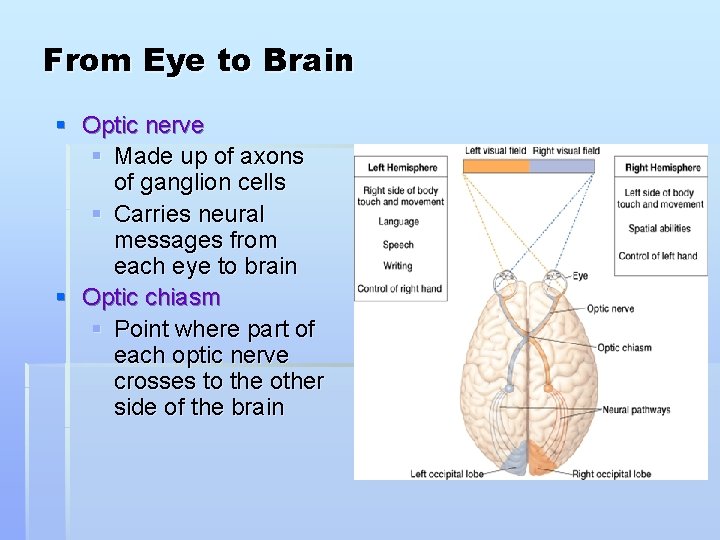 From Eye to Brain § Optic nerve § Made up of axons of ganglion
