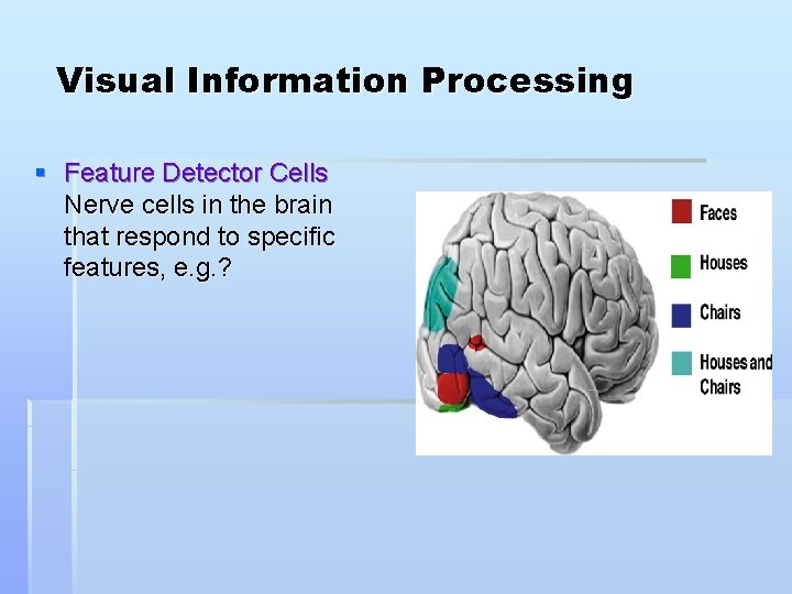 Visual Information Processing § Feature Detector Cells Nerve cells in the brain that respond