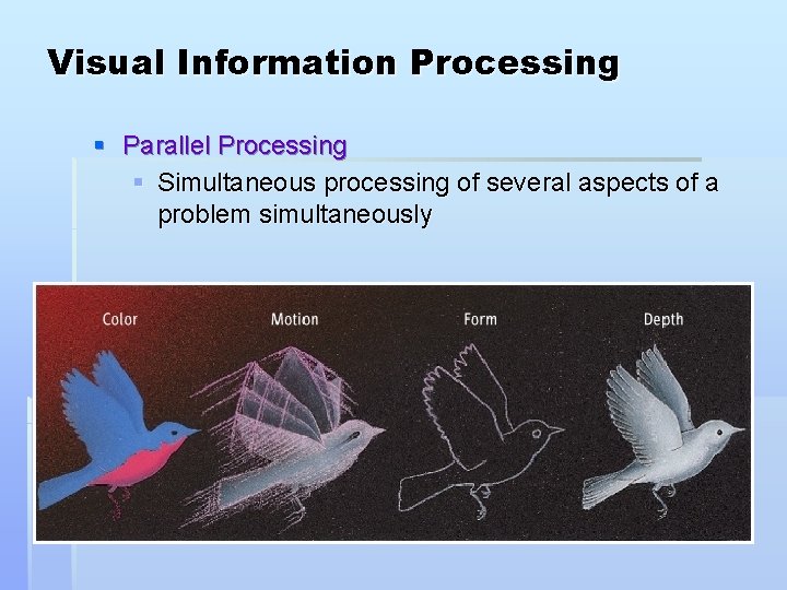 Visual Information Processing § Parallel Processing § Simultaneous processing of several aspects of a