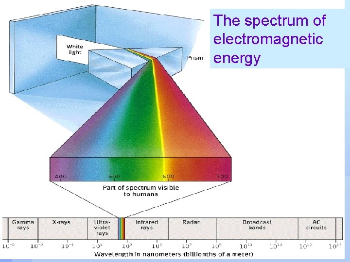 The spectrum of electromagnetic energy 