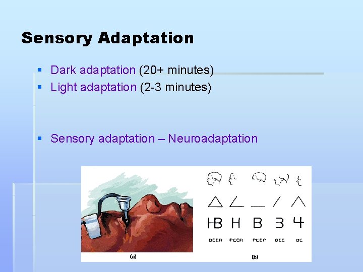 Sensory Adaptation § Dark adaptation (20+ minutes) § Light adaptation (2 -3 minutes) §