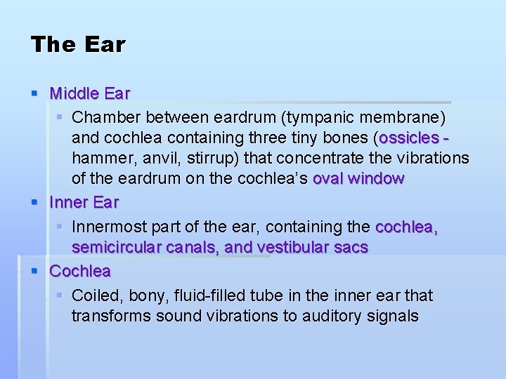 The Ear § Middle Ear § Chamber between eardrum (tympanic membrane) and cochlea containing