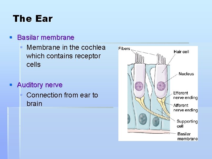 The Ear § Basilar membrane § Membrane in the cochlea which contains receptor cells