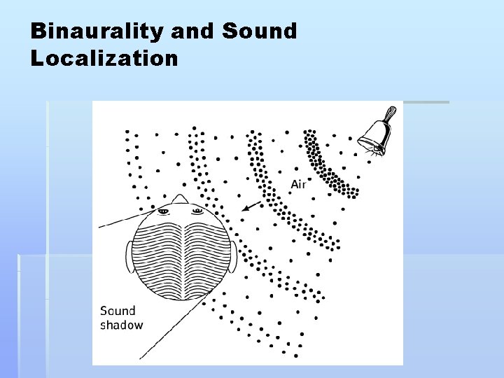 Binaurality and Sound Localization 