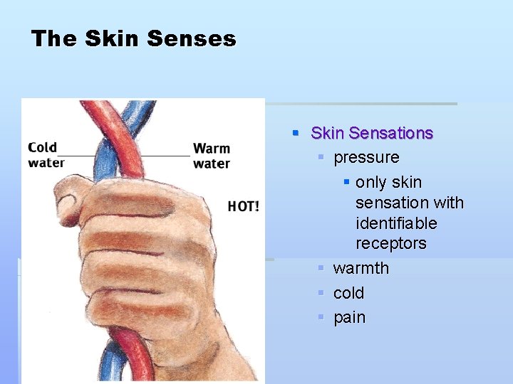 The Skin Senses § Skin Sensations § pressure § only skin sensation with identifiable