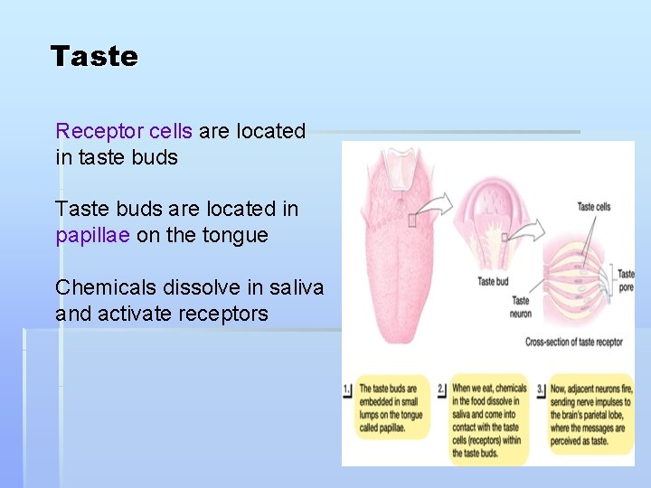 Taste Receptor cells are located in taste buds Taste buds are located in papillae
