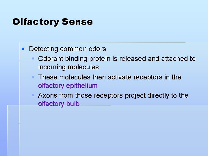 Olfactory Sense § Detecting common odors § Odorant binding protein is released and attached