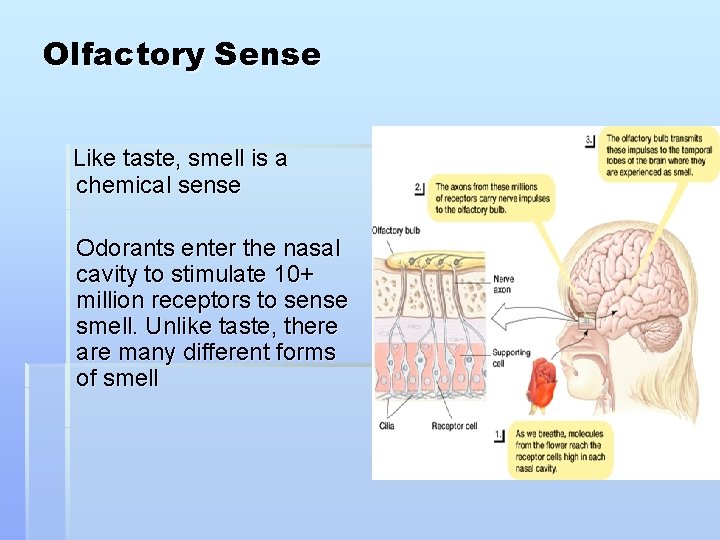 Olfactory Sense Like taste, smell is a chemical sense Odorants enter the nasal cavity