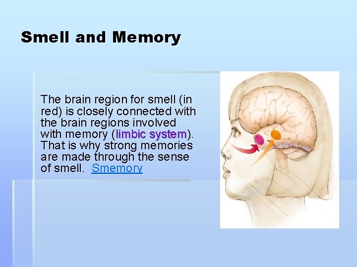 Smell and Memory The brain region for smell (in red) is closely connected with
