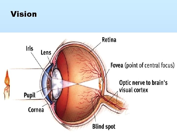 Vision 