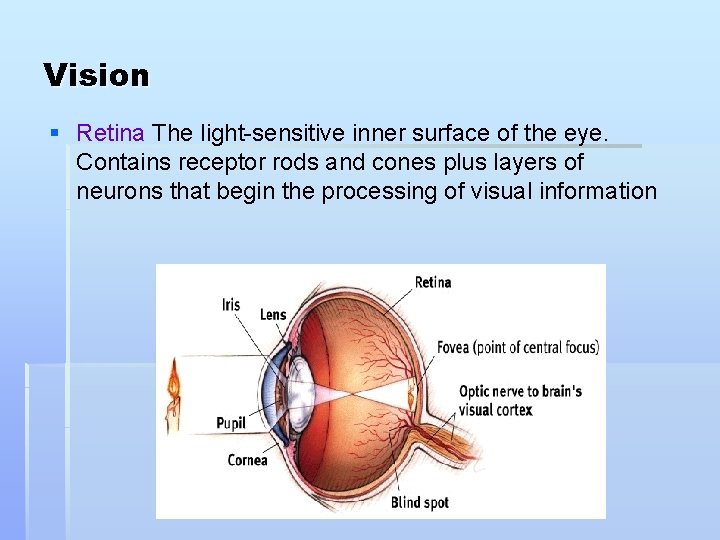 Vision § Retina The light-sensitive inner surface of the eye. Contains receptor rods and