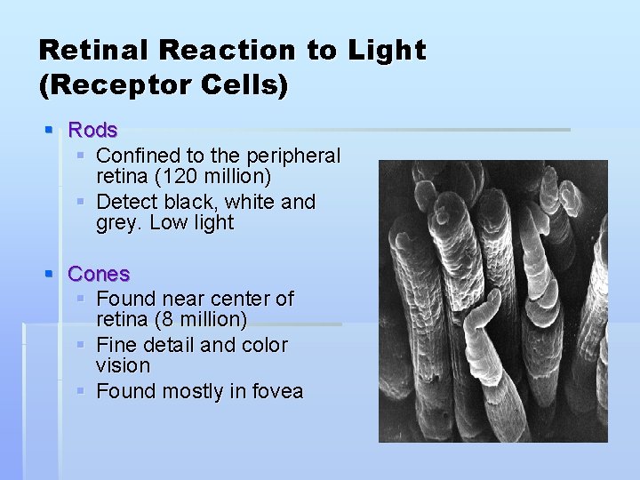 Retinal Reaction to Light (Receptor Cells) § Rods § Confined to the peripheral retina