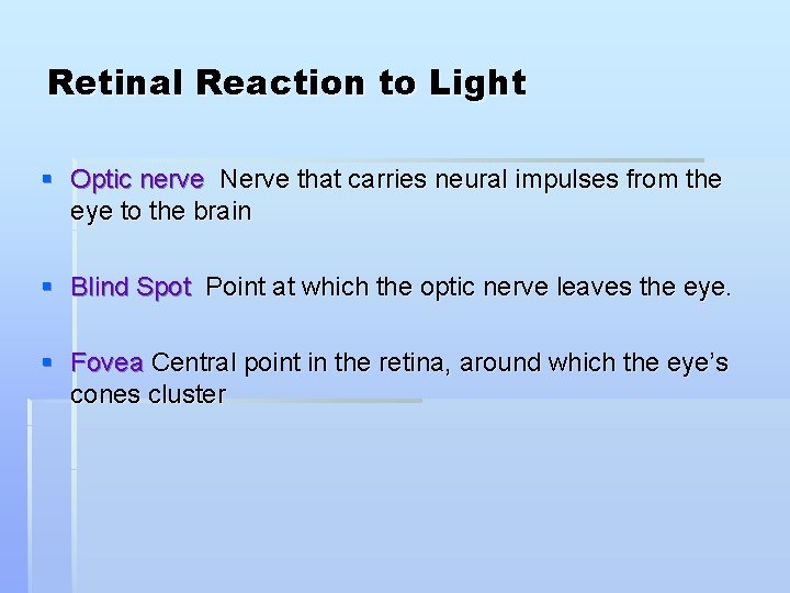Retinal Reaction to Light § Optic nerve Nerve that carries neural impulses from the