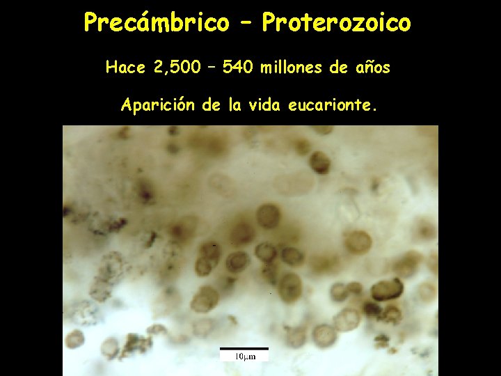 Precámbrico – Proterozoico Hace 2, 500 – 540 millones de años Aparición de la