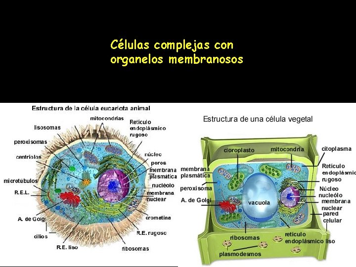 Células complejas con organelos membranosos 