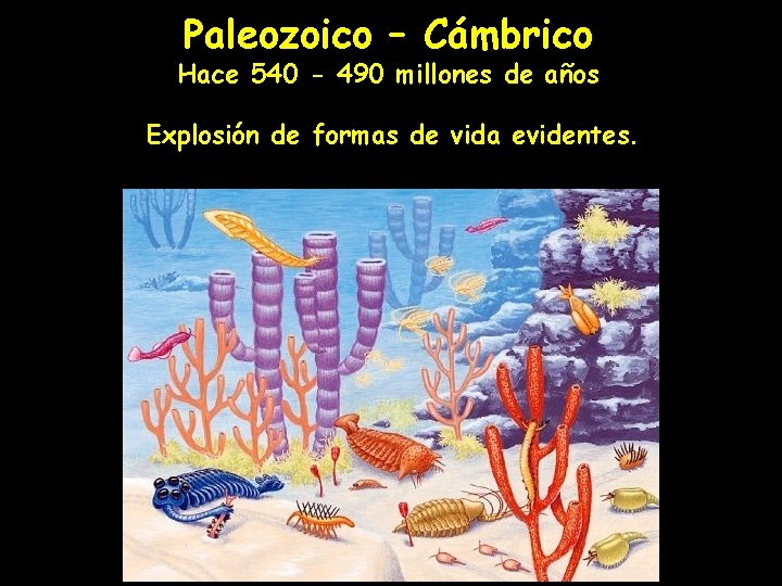 Paleozoico – Cámbrico Hace 540 - 490 millones de años Explosión de formas de