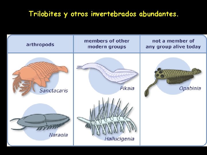 Trilobites y otros invertebrados abundantes. 