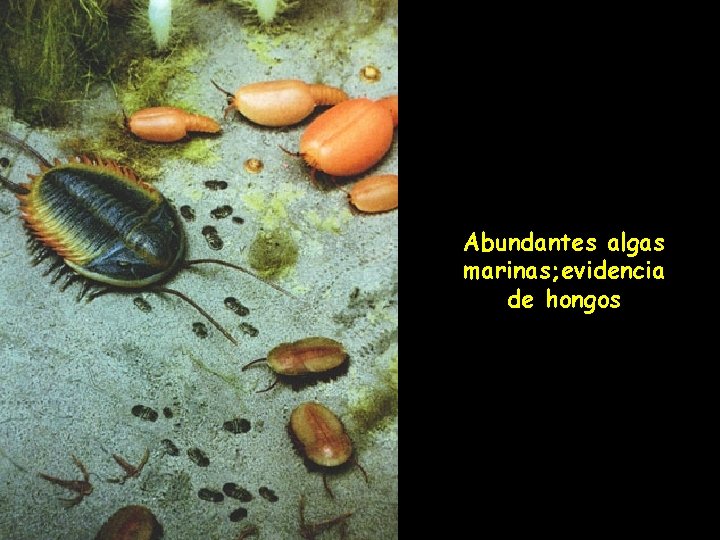 Abundantes algas marinas; evidencia de hongos 