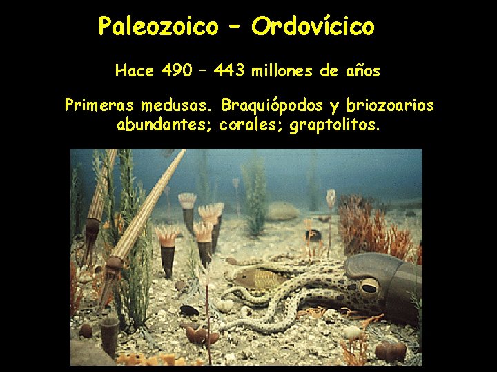 Paleozoico – Ordovícico Hace 490 – 443 millones de años Primeras medusas. Braquiópodos y