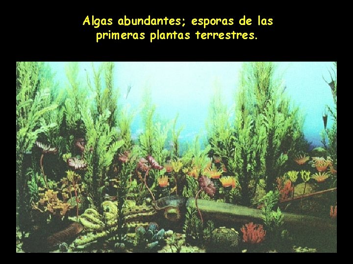 Algas abundantes; esporas de las primeras plantas terrestres. 