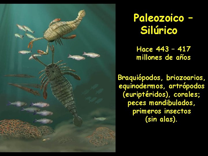 Paleozoico – Silúrico Hace 443 – 417 millones de años Braquiópodos, briozoarios, equinodermos, artrópodos