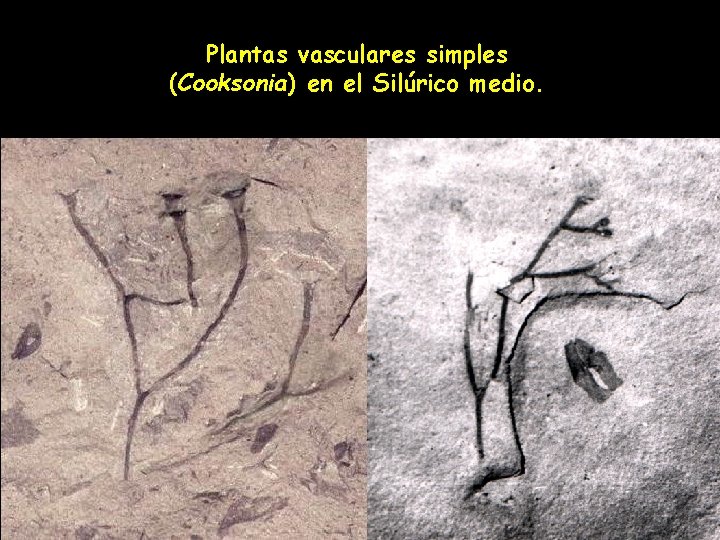 Plantas vasculares simples (Cooksonia) en el Silúrico medio. 