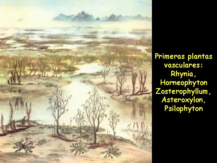 Primeras plantas vasculares: Rhynia, Horneophyton Zosterophyllum, Asteroxylon, Psilophyton 