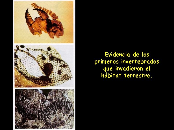 Evidencia de los primeros invertebrados que invadieron el hábitat terrestre. 