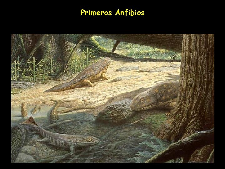 Primeros Anfibios 