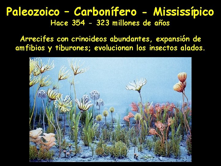 Paleozoico – Carbonífero - Mississípico Hace 354 - 323 millones de años Arrecifes con