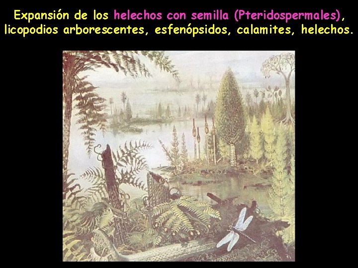 Expansión de los helechos con semilla (Pteridospermales), licopodios arborescentes, esfenópsidos, calamites, helechos. 