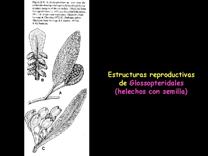 Estructuras reproductivas de Glossopteridales (helechos con semilla) 