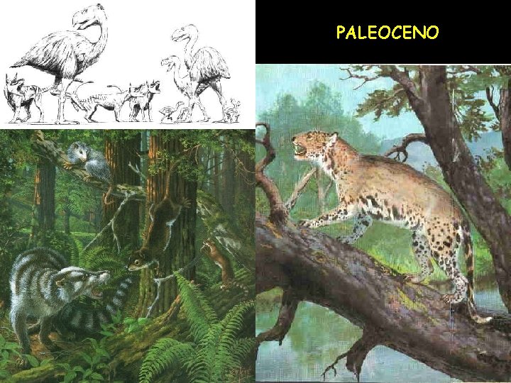 PALEOCENO 